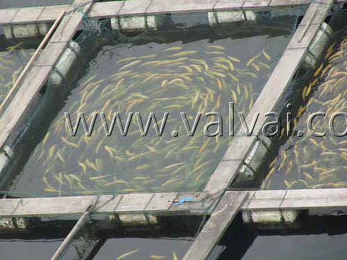 fish farm